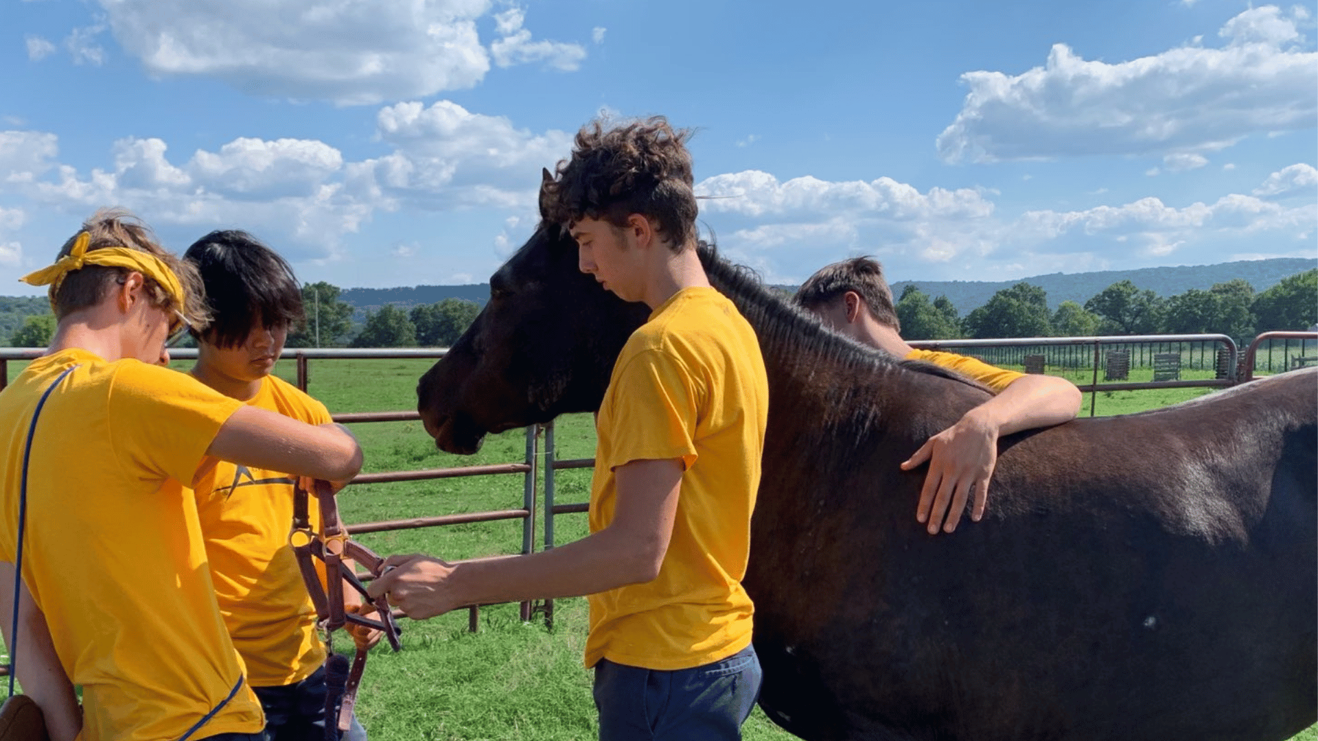 equine therapy