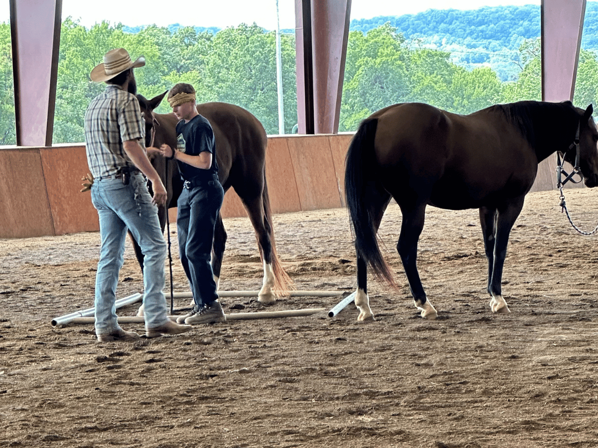 equine therapy